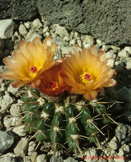 Notocactus cv. CHP129